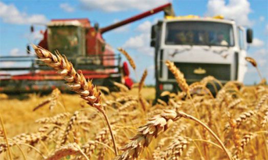 Уборка зерновых и зернобобовых культур в районе – в разгаре