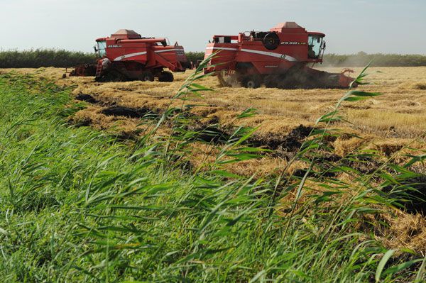 На вновь возделываемых рисом землях Курчанского поселения готовятся к сбору урожая