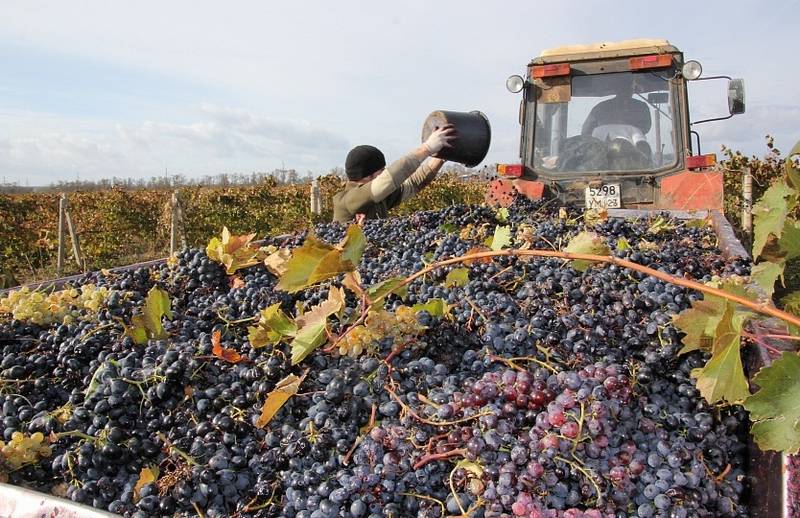 Уборка винограда в Темрюкском районе подходит к самому завершению
