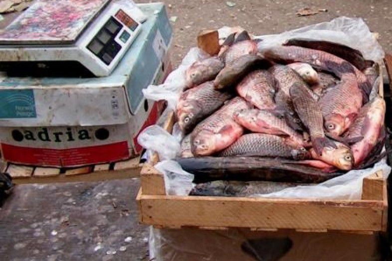 Рейд по незаконной торговле рыбой