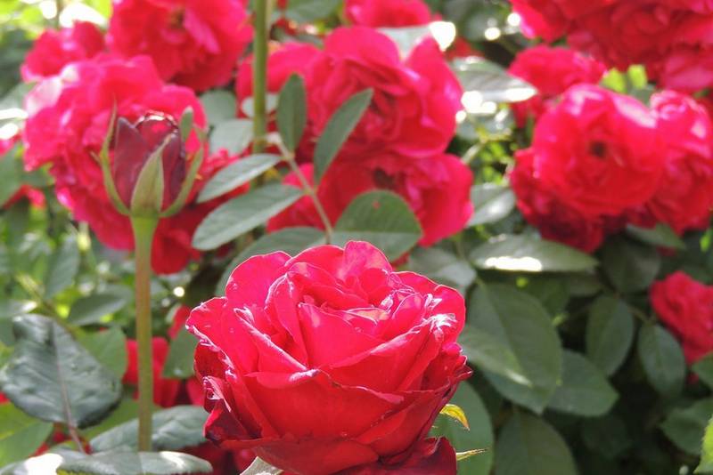 В питомнике возле Старотитаровской посадили редкие сорта роз
