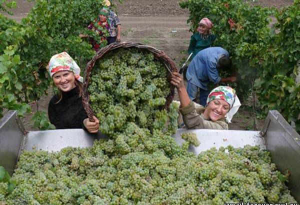 В Темрюкском районе начали собирать ранние технические сорта винограда