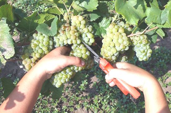 В Темрюкском районе уже собрано более 74 тысяч тонн винограда 