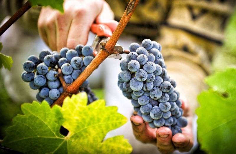 За кражу винограда жителю района грозит до 2-х лет тюрьмы