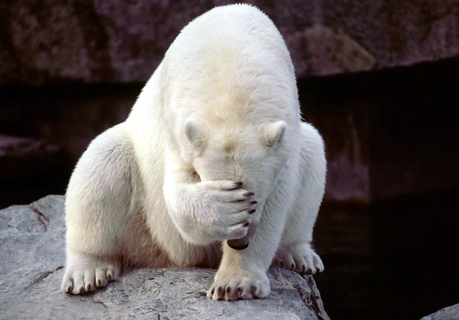 В Темрюкском районе закрыли сайт, торговавший белыми медведями