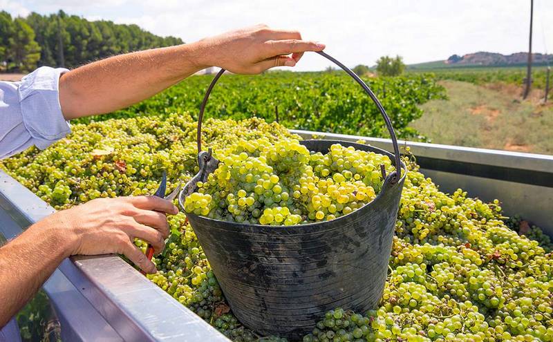 В Темрюкском районе завершена уборка винограда