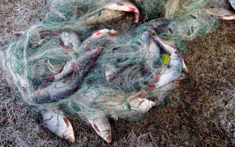 2-ум браконьерам за 150 особей незаконно выловленной рыбы грозит реальный тюремный срок