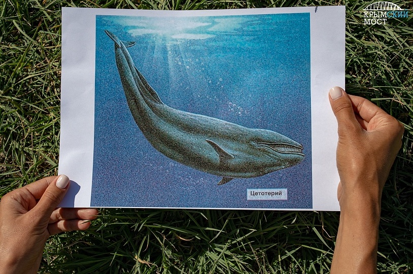 Уникальный скелет древнего кита  найден на подходах к Крымскому мосту