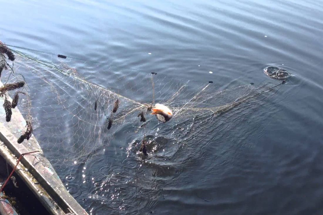 В Курчанском лимане правоохранители выловили и отпустили более 400 килограммов браконьерской рыбы