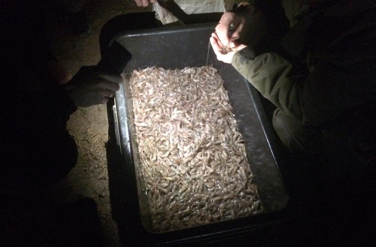 Темрюкские браконьеры-«фокусники» выловили креветки на 1,5 миллиона рублей