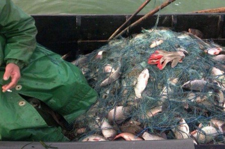 Темрюкский браконьер, задержанный с полной лодкой сетей и рыбы, в суде заявил, что всё это он нашёл на берегу
