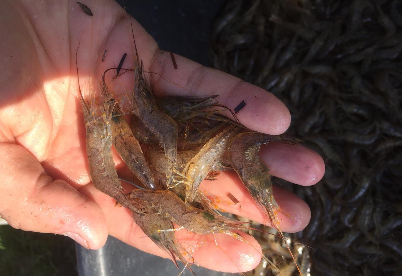 В 47 тысяч рублей оценён ущерб морским биоресурсам за 2 килограмма «браконьерской» креветки