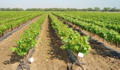 Край возьмёт на себя половину затрат на развитие в Темрюкском районе виноградных питомников 