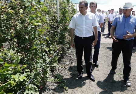 На господдержку новых кубанских программ страхования виноградарства и садоводства из бюджета края в этом году выделено 340 млн. рублей