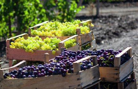 Главные итоги сельскохозяйственного года-2019 в Темрюкском районе: более 80% кубанского винограда и почти удвоение риса!