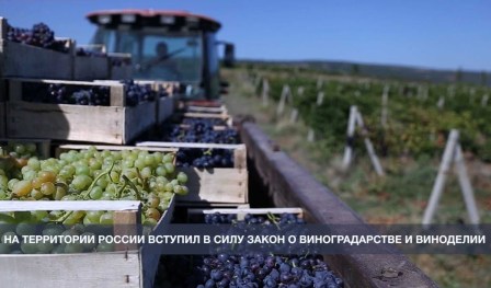 Долгожданный для Темрюкского района закон о виноградарстве и виноделии вступил в силу!