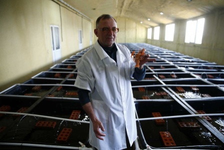 Темрюкский предприниматель планирует в следующем году создать крупнейшее в России производство раков