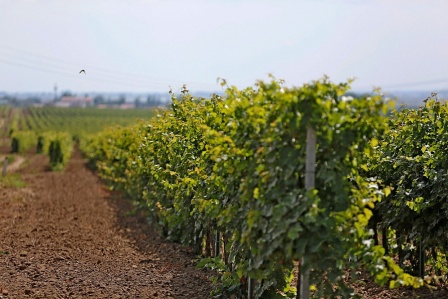 По итогам ревизии виноградопригодных земель на Кубани их фактическая площадь оказалась почти вдвое больше, чем было известно