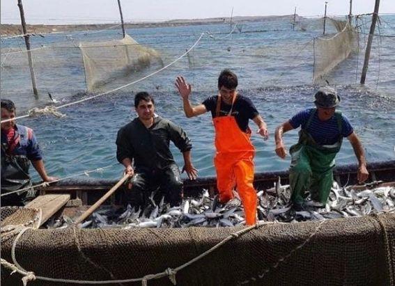 В сегодняшний День рыбака – о существующем положении в рыбной отрасли Темрюкского района
