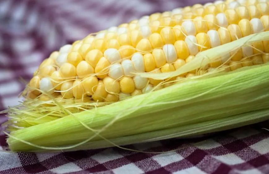 В Темрюкском районе впервые в России вырастили сорт суперсладкой двухцветной кукурузы