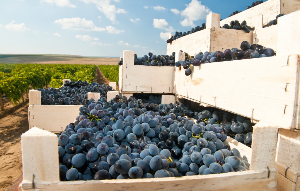 На Кубани собрали виноград; больше всего – в Темрюкском районе 