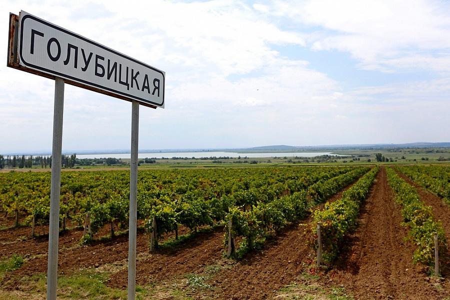 В 2022 году на Кубани заложат 1500 гектаров новых виноградников, больше всего из которых – в Темрюкском районе