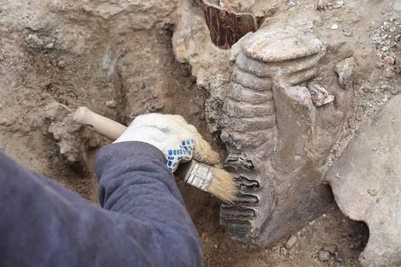 В Темрюкском районе найдены останки древних слонов и носорогов, возраст которых около 1,4 млн. лет 