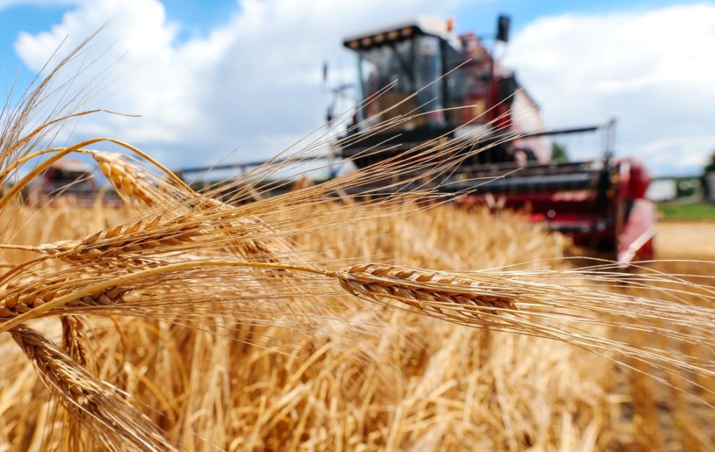 В Темрюкском районе завершается сбор зерновых и зернобобовых культур