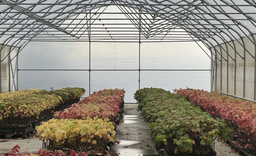 «Фанагория» в этом году планирует удвоить мощность своего питомника виноградных саженцев 