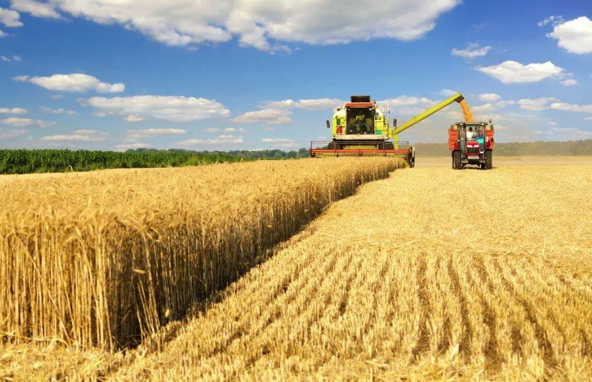 На Кубани началась уборка главной зерновой культуры – озимой пшеницы