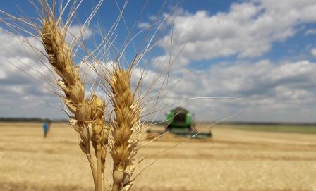 В Темрюкском районе завершилась уборка зерновых и зернобобовых культур