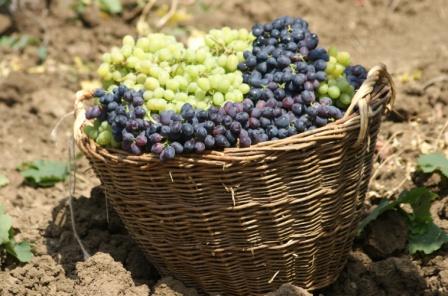 В Темрюкском районе начался сбор винограда-2023