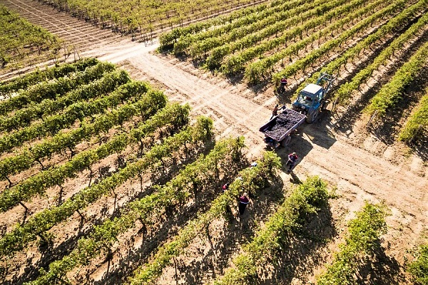 Вениамин Кондратьев: «Несмотря на сезонную непогоду, рассчитываем на хороший урожай-2023 винограда»