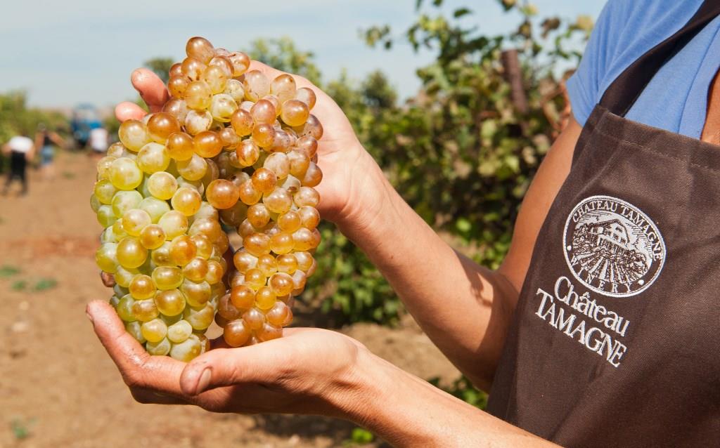Таманская виноградная страда-2023 – в цифрах на 20 сентября
