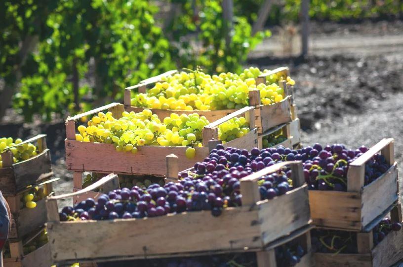 Таманская виноградная страда-2023 – в цифрах на 27 сентября