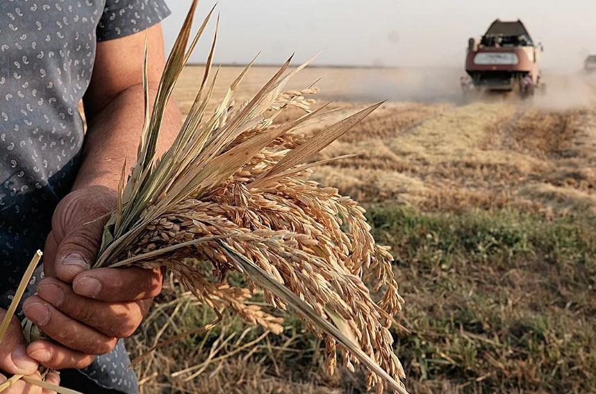Темрюкские рисоводы собрали в этом году небывалый для себя и больший в целом по Кубани урожай!
