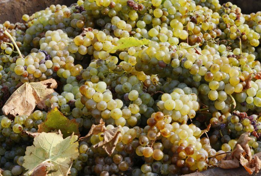 Таманская виноградная страда-2023 – в цифрах на 7 ноября