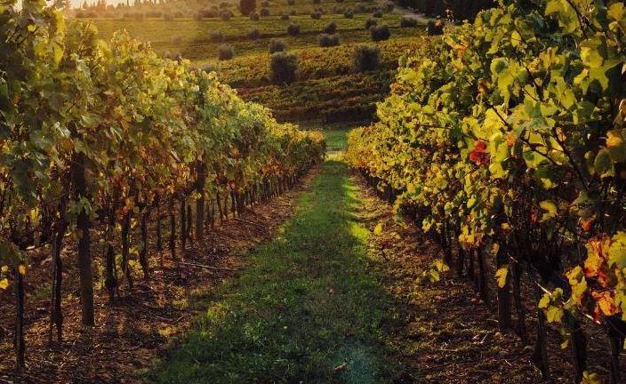 На Тамани завершена уборка винограда-2023