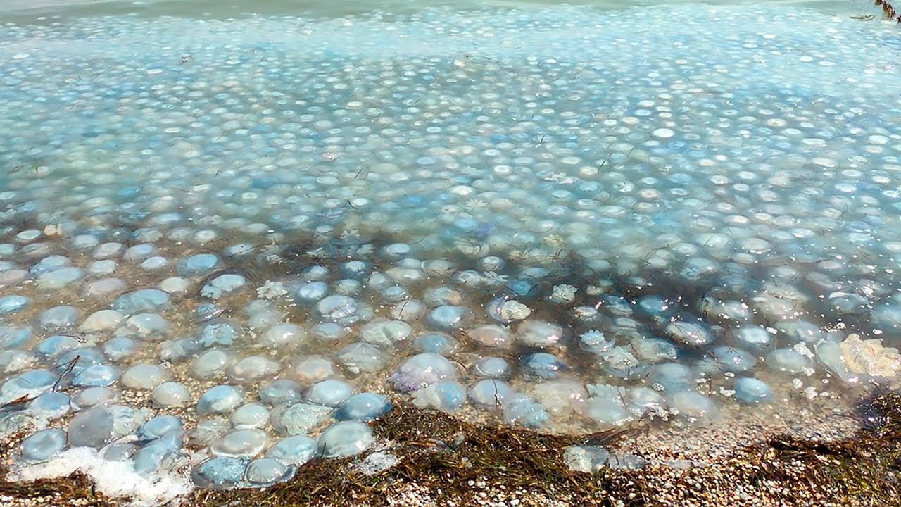 Масштаб «медузной катастрофы» в Азовском море будет увеличиваться