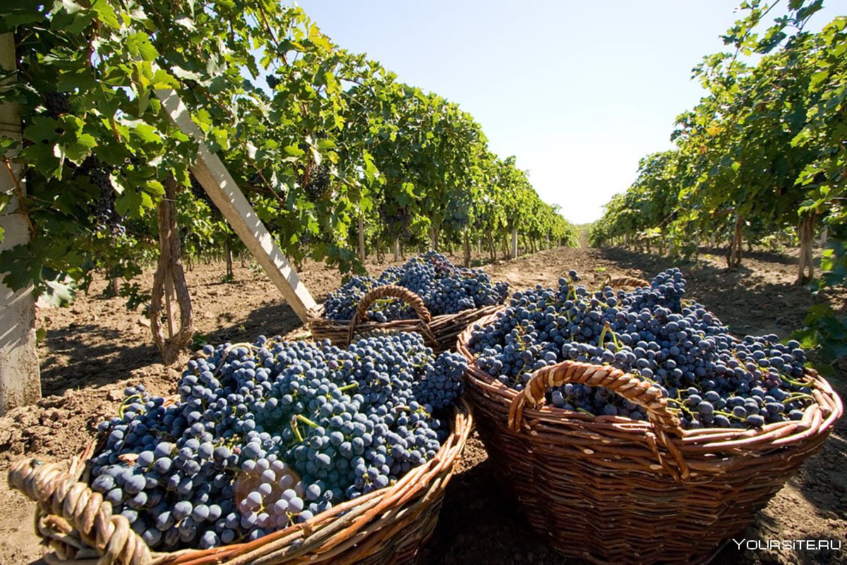 Темрюкское виноградарское хозяйство «Победа» первым в отрасли на Кубани присоединилось к национальному проекту «Производительность труда»